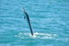 Sailfish jumping